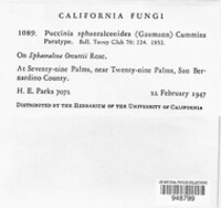 Puccinia sphaeralceoides image